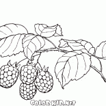 Frambuesas