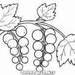 Grosella