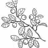 Arándanos