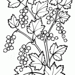 Grosellero