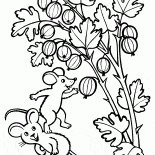 Grosella