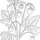 fresa