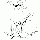 Ramificación de la granada