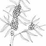 Espino cerval de mar