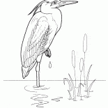 Garza real