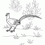 Faisán