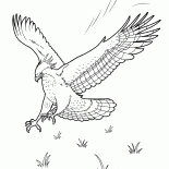 Eagle