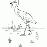 Cigüeña