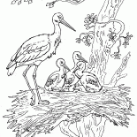 Cigüeñas y polluelos