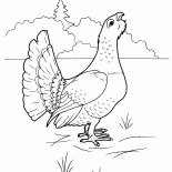 Urogallo