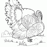 pavo