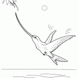 Colibri