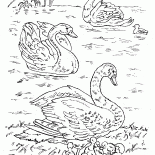 Cisnes en el lago