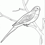 Hablador loro