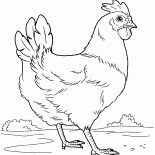 Pollo