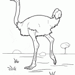 Avestruz