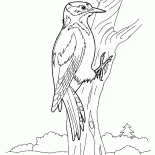 Carpintero