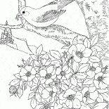 Jilguero oriental