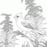 Cardenal