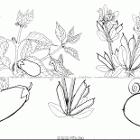 Berenjena y frijoles