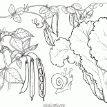 Lechuga, guisantes y frijoles