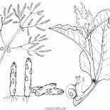 Espárragos y ruibarbo