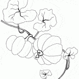 El crecimiento inicial de la calabaza