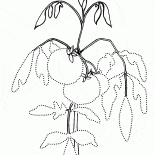 Tomate en la cama del jardín