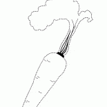 Zanahoria