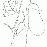 Berenjena
