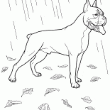 Boxer