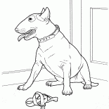 Bull terrier