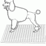 Caniche