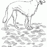 Ruso-Borzoi