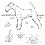 Foxterrier
