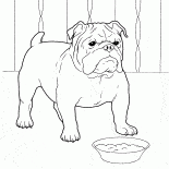 Bulldog francés