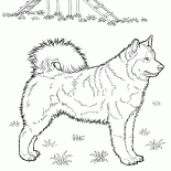 Husky