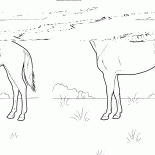 Caballo en el prado