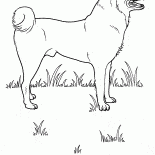 Perro en el prado