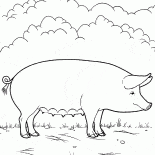 Cerdo en la granja