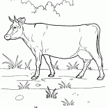 Vaca en un paseo