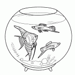 Peces de acuario
