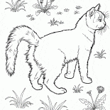 Gato en el jardín
