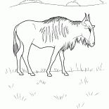 Ñu
