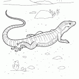 Varan en la caza