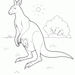 Canguro en Australia