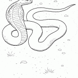 Cobra en acción