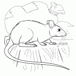 Rata