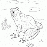 Rana en el lago