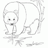 Panda en la selva